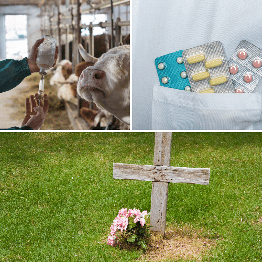 Einsatz von Antibiotika verursacht tödliche Resistenzen